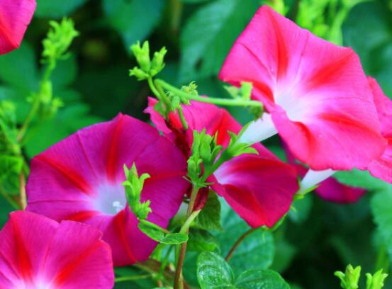 盆栽牽牛花怎么打理，做好六個養(yǎng)護要點高枕無憂(花開茂盛)