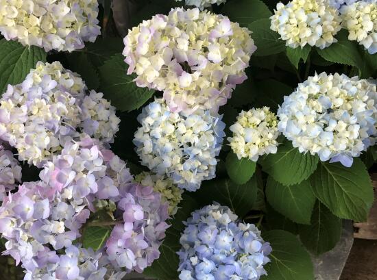 繡球花怎么養，繡球花的養殖方法