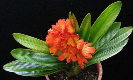 君子蘭什么時(shí)候開(kāi)花，君子蘭開(kāi)花有什么兆頭