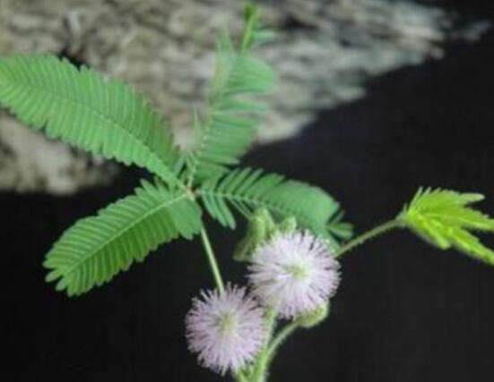 羞草怎么種，浸種晾干、覆土4厘米深(15天生根發(fā)芽)