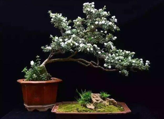 六月雪樹葉發(fā)黑怎么辦，找清原因及時(shí)救治（三種原因及解決方法）
