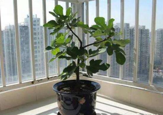 平安樹怎么養才茂盛，平安樹的養殖方法