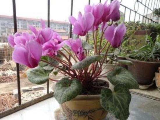 仙客來葉子發(fā)黃的原因，仙客來葉子發(fā)黃怎么辦