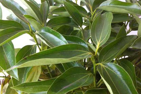 平安樹葉子耷拉怎么辦，適當補充光照增施氮肥