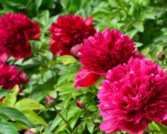 芍藥花如何養(yǎng)護，教你最重要五個養(yǎng)殖技巧(花枝艷麗)