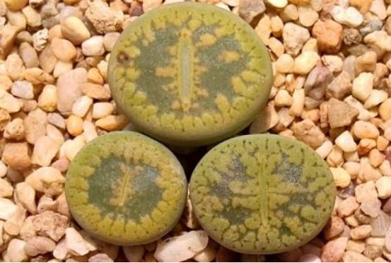 生石花怎么種植，做好六個步驟盆盆爆滿