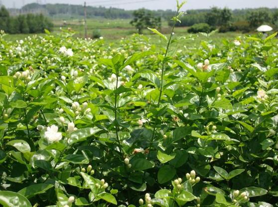 茉莉花花期多久，茉莉花花期長(zhǎng)達(dá)半年(5-10月)