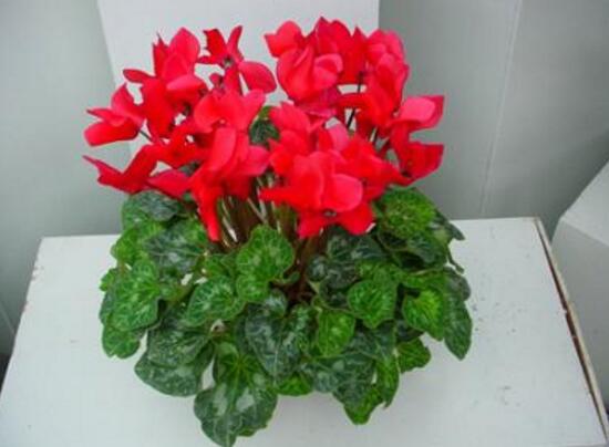 仙客來(lái)怎么養(yǎng)，仙客來(lái)的養(yǎng)殖方法和注意事項(xiàng)