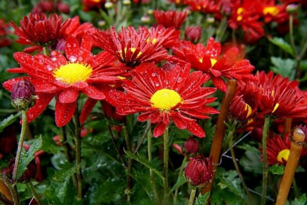 菊花葉子蔫了怎么辦，適當遮陰并控制肥水