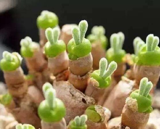 碧光環(huán)多肉有毒嗎，無毒/株型優(yōu)雅、美觀可愛