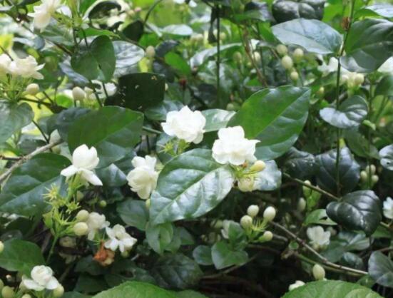 茉莉花掉葉子怎么辦，四種原因以及解決辦法
