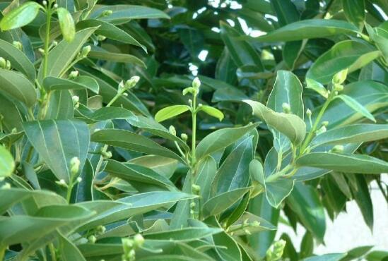平安樹(shù)圖片，平安樹(shù)開(kāi)花圖片