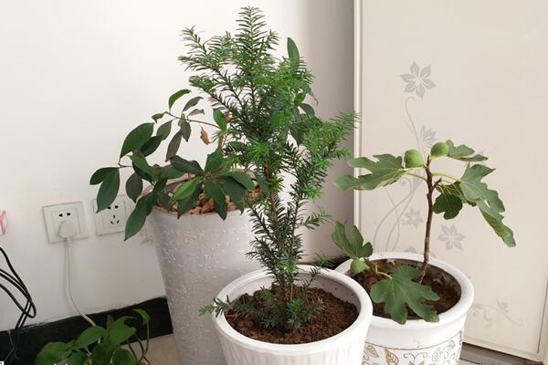 紅豆杉要公母同養嗎，只有公母同樣才能開花結果