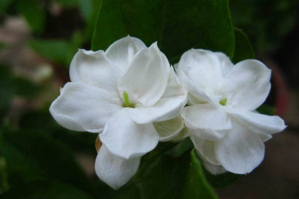 茉莉的養(yǎng)殖方法和注意事項(xiàng)