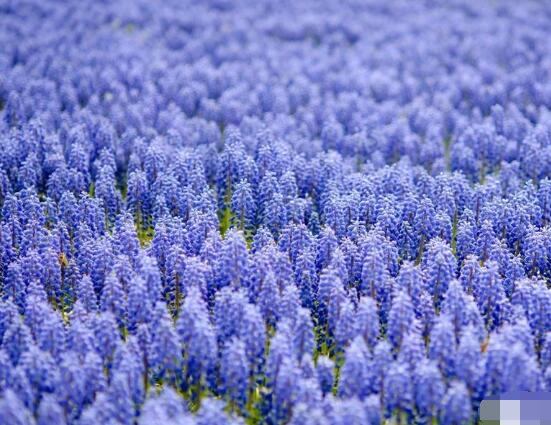 風(fēng)信子開(kāi)花后怎么處理，開(kāi)花后處理方法