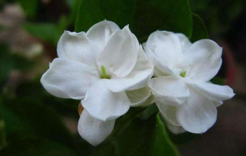 茉莉的花語，地區(qū)和數(shù)量不同代表的寓意也不同