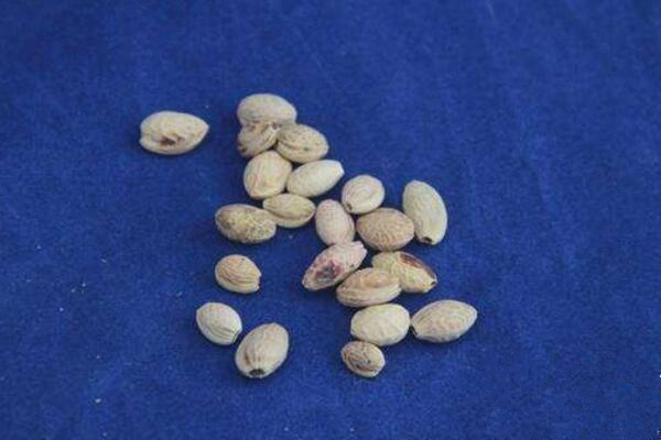 盆栽櫻花什么時(shí)候播種，清明前后是播種最佳時(shí)期
