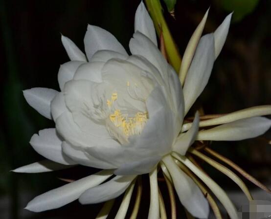 曇花開代表什么預(yù)兆，預(yù)兆著好事成雙、喜事臨門