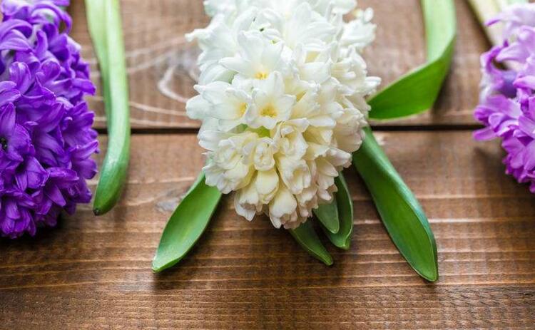 風(fēng)信子一年開幾次花(一年開一次)，介紹一年開兩次花的方法