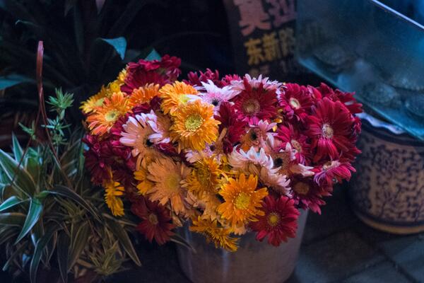 盆栽菊花怎樣過冬，修剪過后搬入室內養(yǎng)護