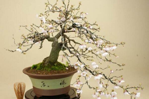 櫻花怎么養才能長的好，總結櫻花養殖5大要點
