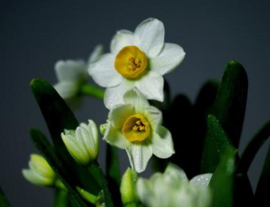 水仙花花語大全，代表著吉祥、祝福、堅貞的愛情