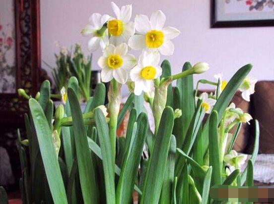 水仙花如何沙養，做好這五個基本要點便枝繁葉茂、花開爆盆