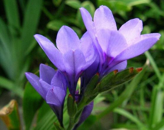 百合花放在室內有毒嗎，花香導致失眠、惡心，煩亂(無毒)