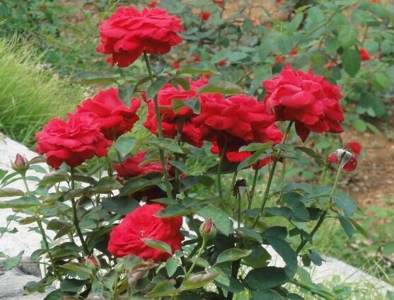 月季花冬季怎么施肥，三個(gè)簡(jiǎn)單方法便可安然過(guò)冬
