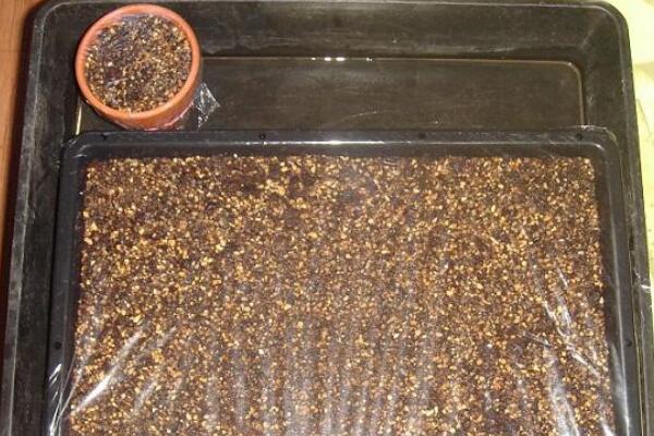 如何種生石花，4步即可完成生石花的種植
