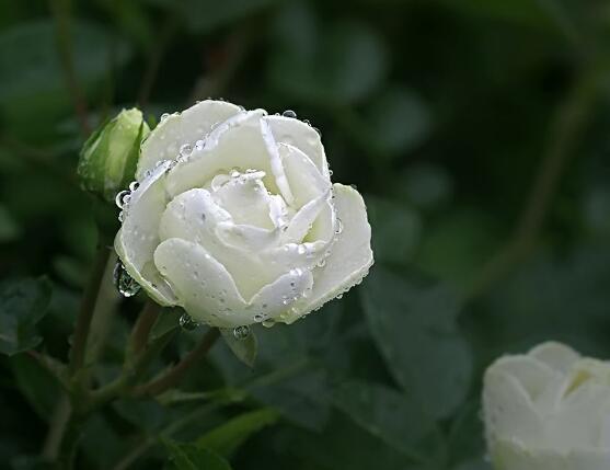 白色薔薇花，白色薔薇花特點