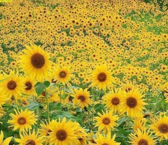 向日葵的寓意和象征，積極向上、朝氣蓬勃、繁榮昌盛