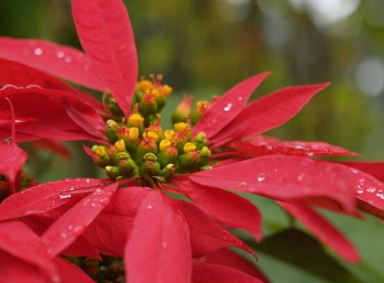 一品紅什么時候開花，一品紅在每年12月至翌年2月開花