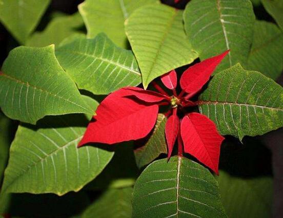 一品紅病蟲害怎么辦，一品紅病蟲害防治辦法