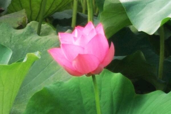 荷花好養(yǎng)嗎，6步教你養(yǎng)好荷花