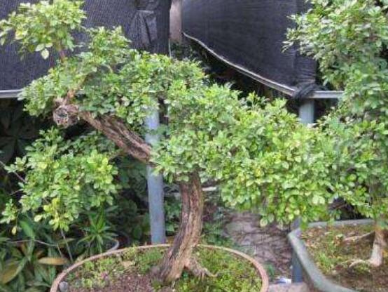 九里香剪枝后多久開(kāi)花，春季修剪最佳/百天后花開(kāi)爆盆