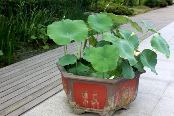 盆栽荷花的養(yǎng)殖方法，做好以下5點(diǎn)讓你的荷花“皎潔無瑕”