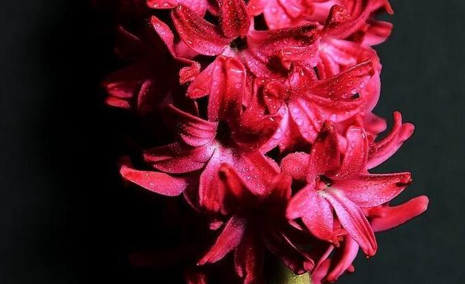 風(fēng)信子花語(yǔ)大全，不同的顏色不同的含義