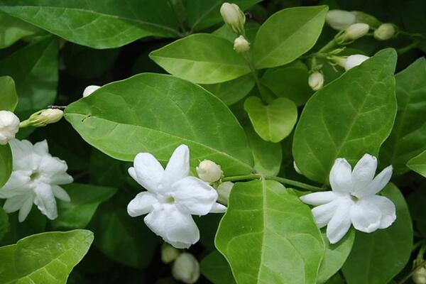 茉莉花夏天怎么養(yǎng)，控制施肥澆水得當才能養(yǎng)得好