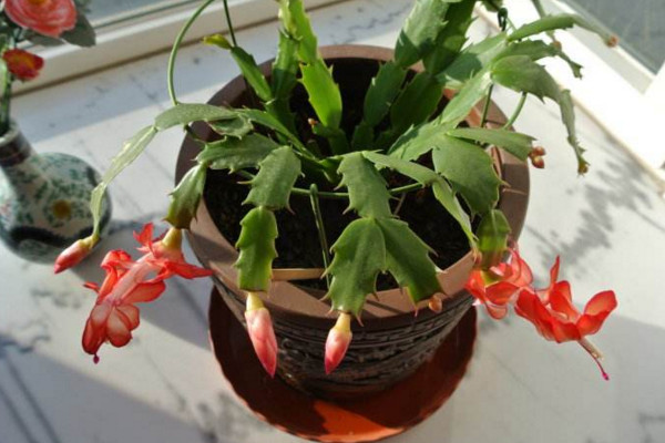 蟹爪蘭開花期間的養(yǎng)護，控制溫度并加強光照