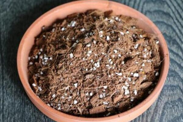 桂花什么時候換盆最好，建議在每年的2~3月進行