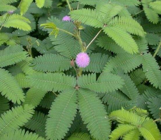 含羞草為什么會閉合，講述最科學的合理解釋(葉枕水分感應)