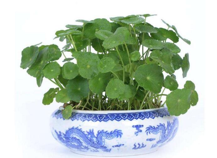 銅錢草怎么種，4個養(yǎng)殖方面要注意