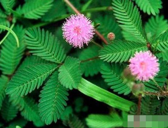 含羞草怎么養護，老農總結五點最實用方法