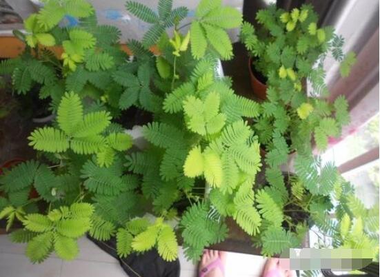 含羞草為什么會害羞呢，原理為葉子膨壓作用(葉柄所含水分)