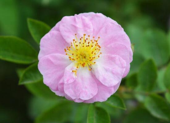 薔薇花的風水作用，盤點薔薇花六大風水作用