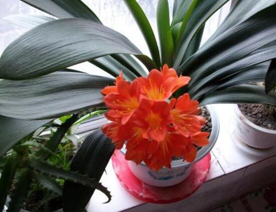 君子蘭什么時(shí)候開(kāi)花，君子蘭開(kāi)花有什么兆頭