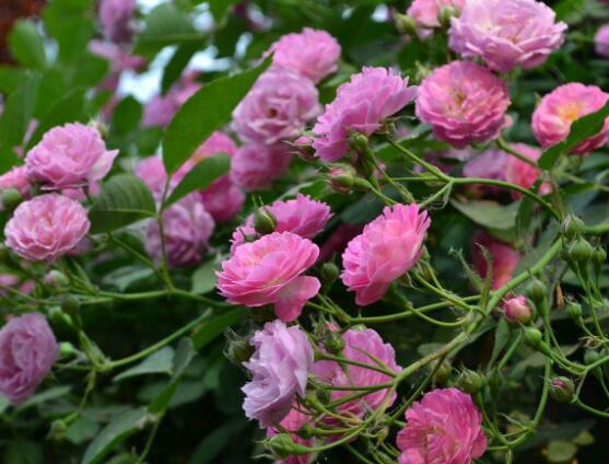 薔薇花的種植方法，盤點薔薇花七大種植方法