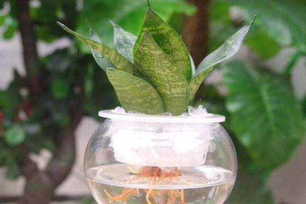 水培虎皮蘭怎么過冬，虎皮蘭安全越冬5大要點