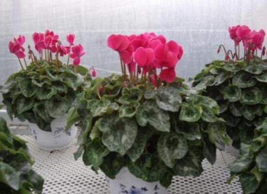 仙客來種子什么時候種，仙客來種子多久發芽
